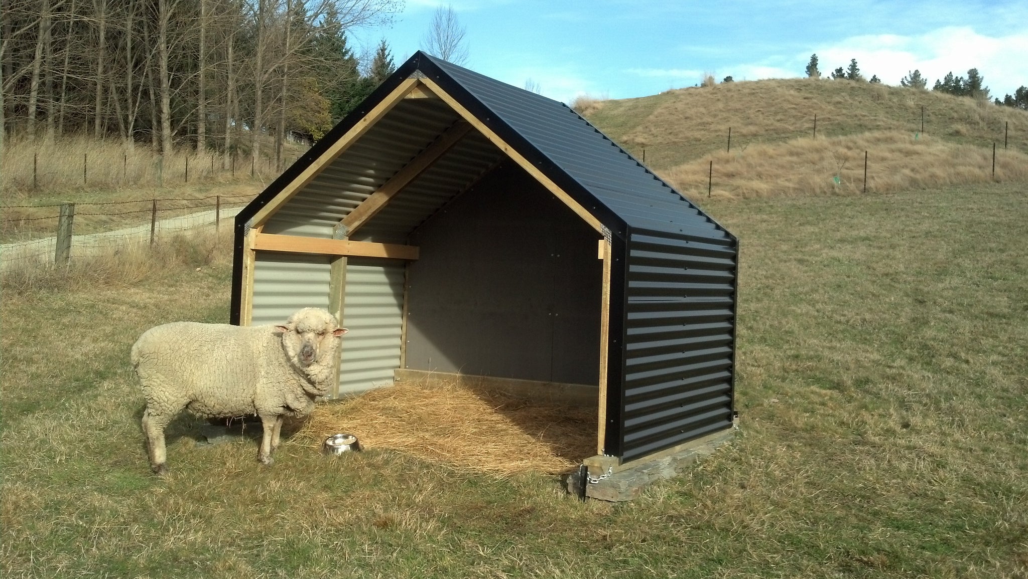 Do Sheep Need Shelter From Cold and Rain?