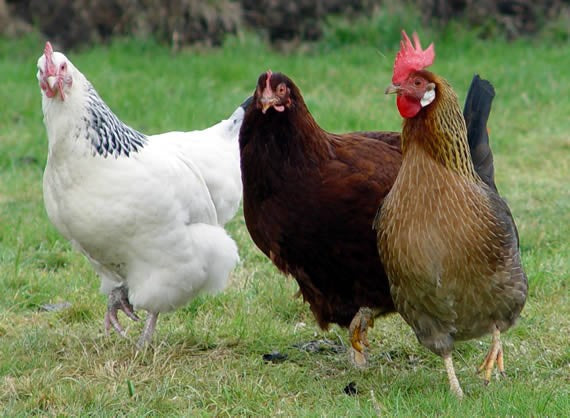 The top 11 friendliest chicken breeds.  BackYard Chickens - Learn How to  Raise Chickens