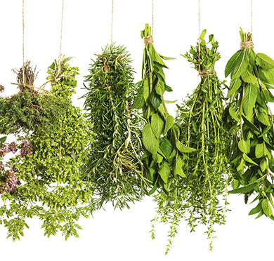 The Best Herbs For Chickens To Eat