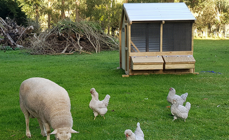 What Does a Chicken Coop Need?