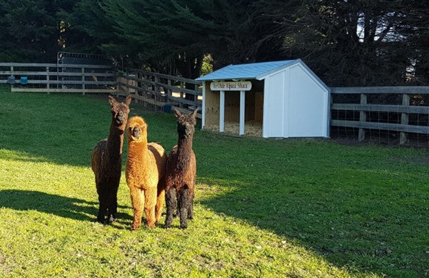 Denise Stewart Lifestyle Paddock Shelter