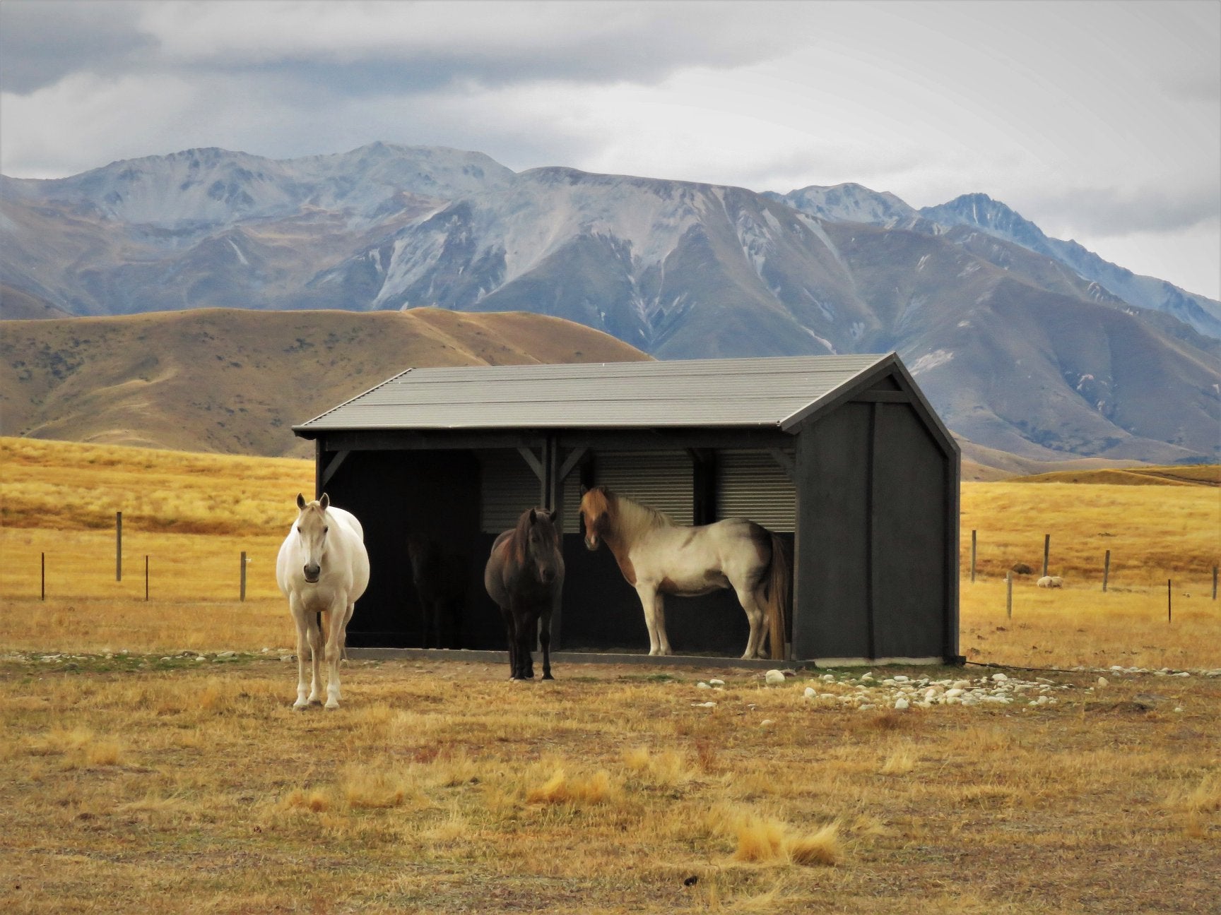 Should Horses Have Shelter in Winter?