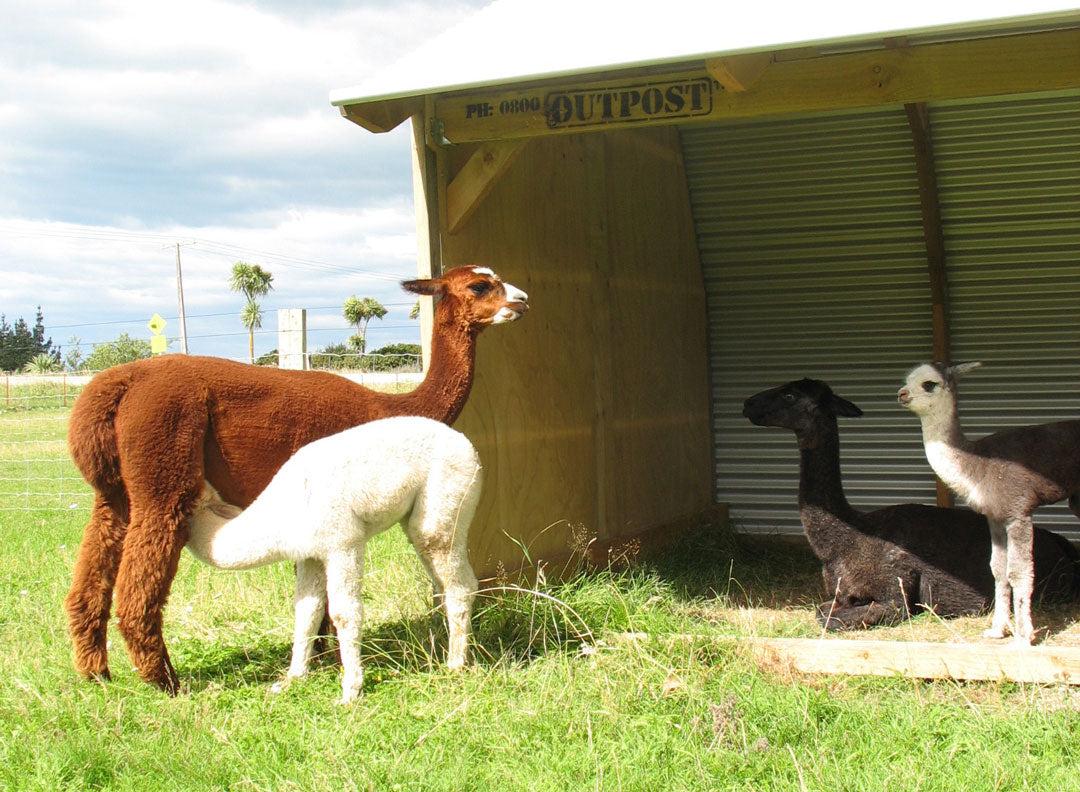 Do alpacas need a field shelter? A guide to paddock shelter for alpacas