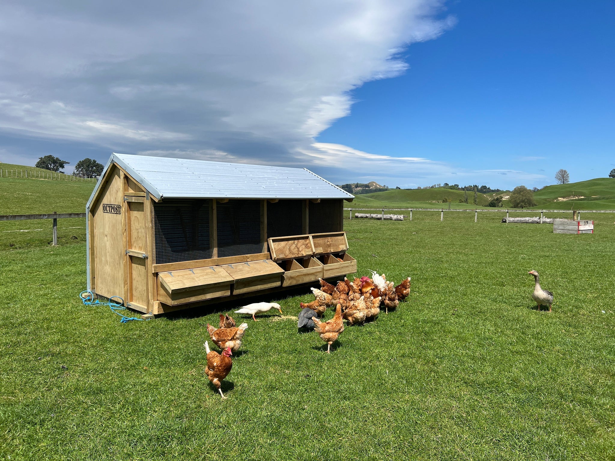 Caring for Chicken in Summer: Beating the Heat and Mites