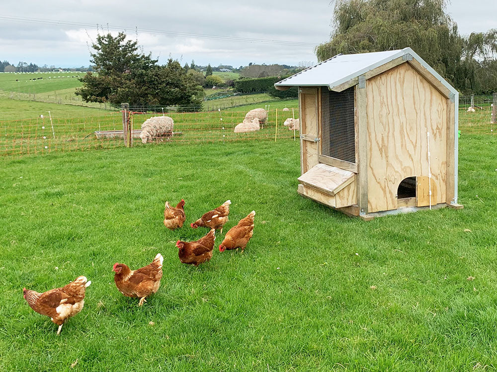 Keeping Chickens in NZ - Guide & Rules - Outpost Buildings