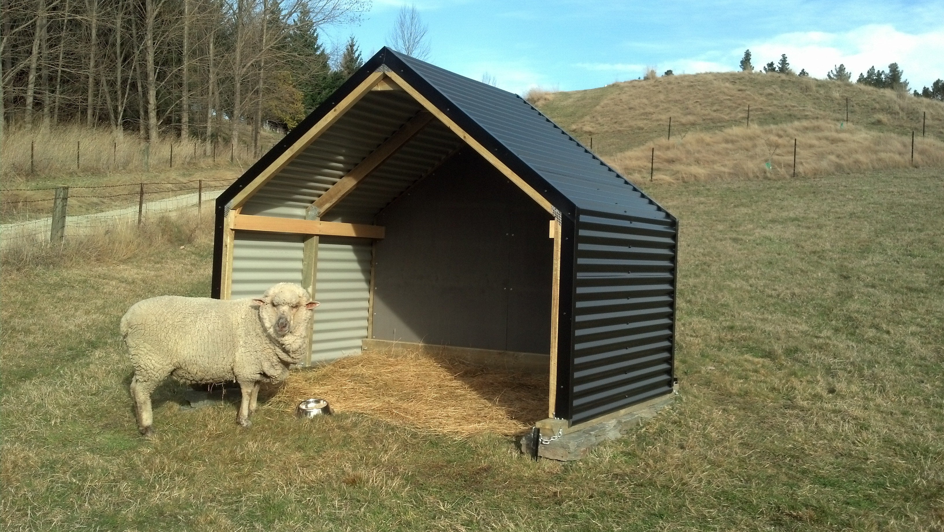 Do Sheep Need Shelter From Cold and Rain? Outpost Buildings NZ