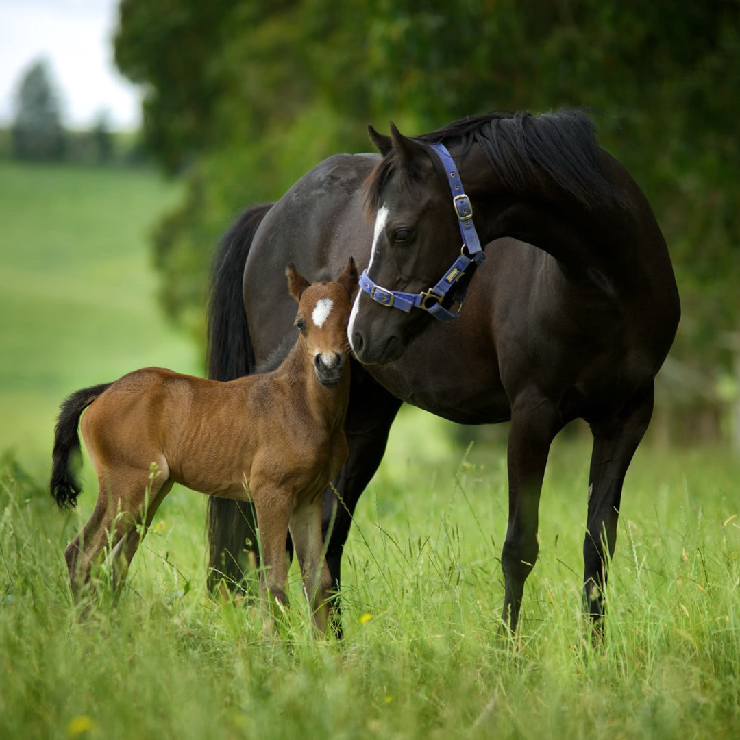 How Much Paddock Pasture Do You Need to Keep a Horse?