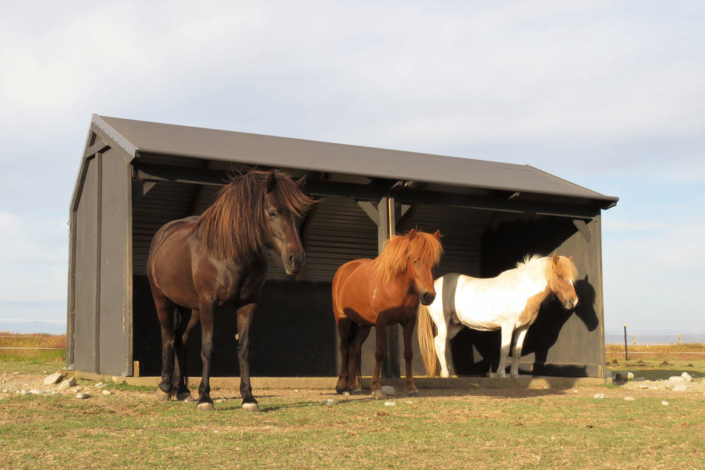 Do Horses Legally have to have Shelter?