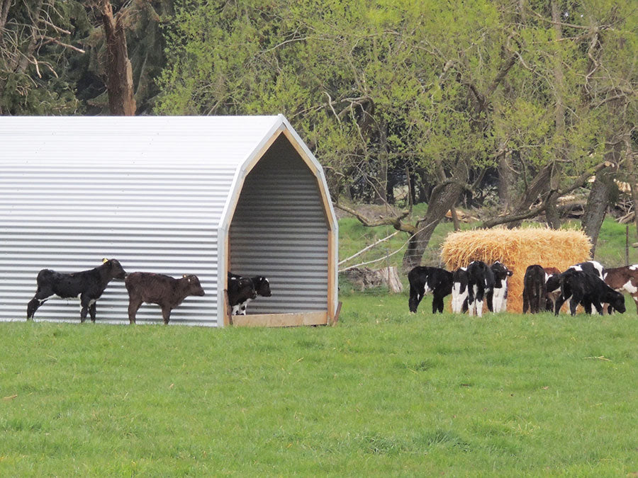 Calf Rearing Guide Tips for Calf Rearing