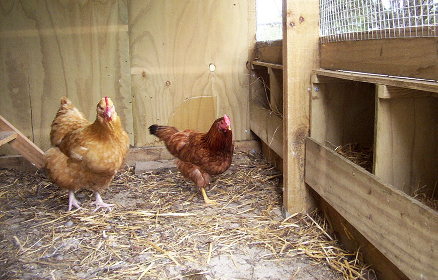 Chicken coop floor options: The best flooring materials for your coop
