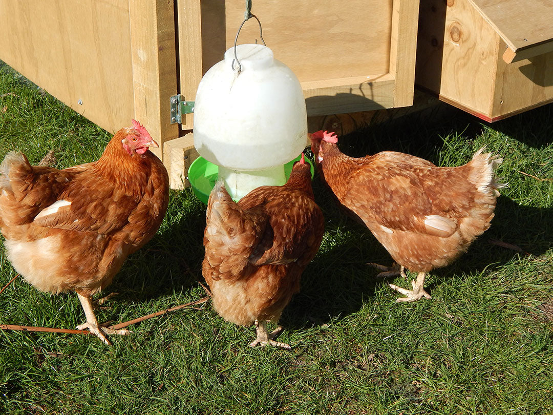 How Many Chickens Should A Beginner Start With?