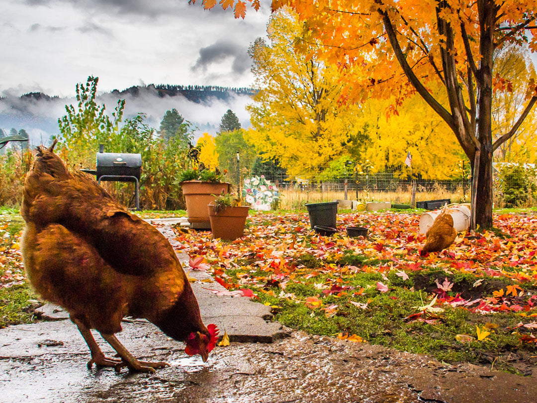 Autumn tips for your hens