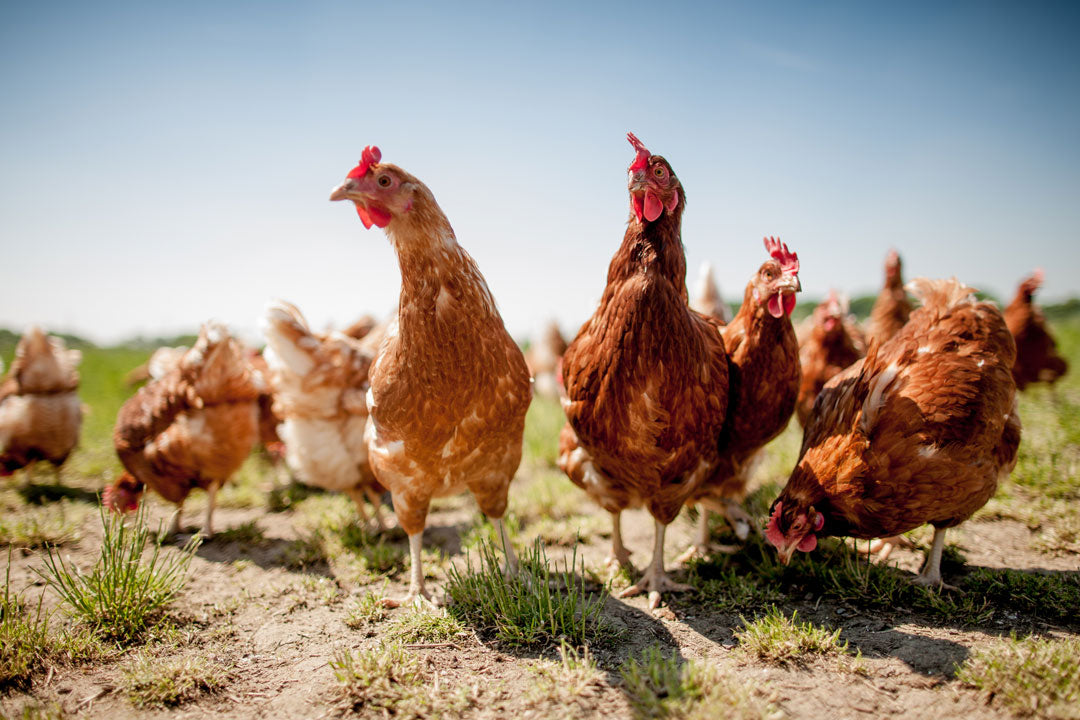 How Much Space Do Chickens Need To Be Free Range?