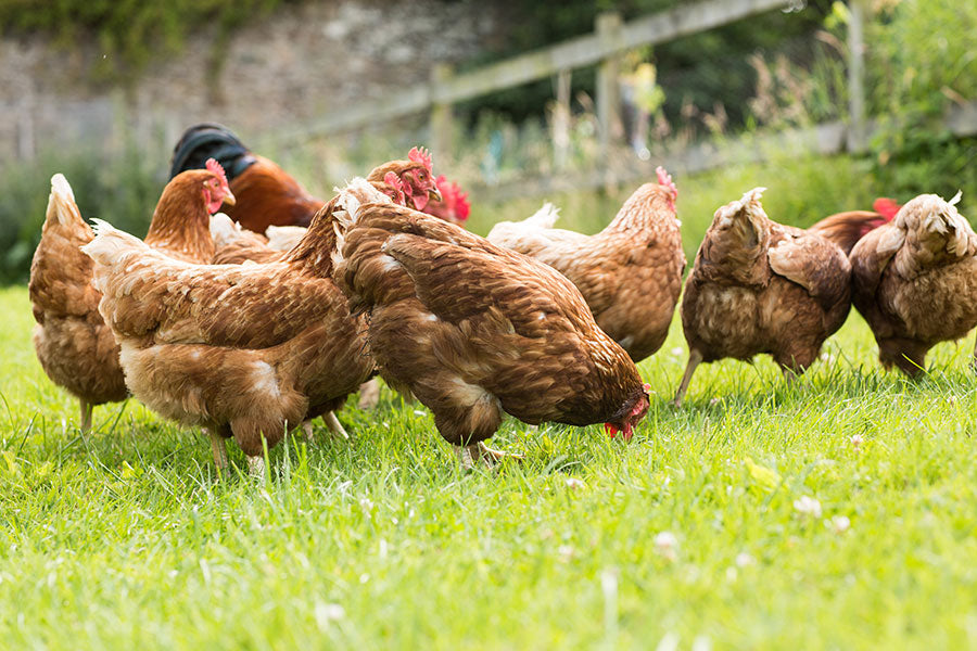 Tips for keeping healthy chickens
