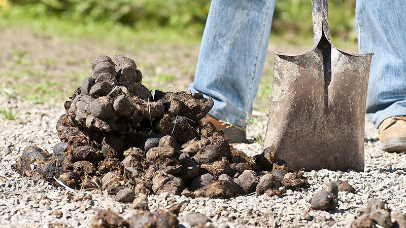What is horse manure good for?