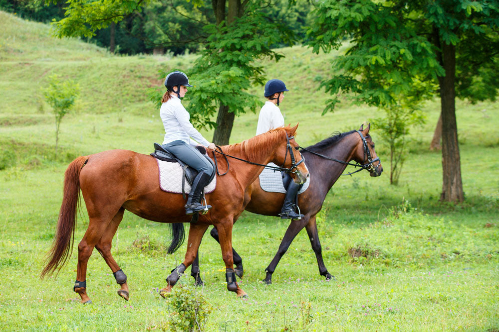 Buying a Horse Checklist