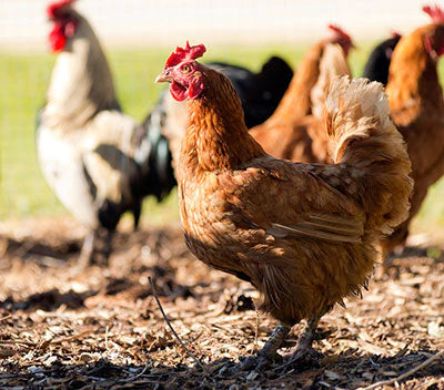 What’s the Difference Between Fast Growing & Slow Growing Chickens?