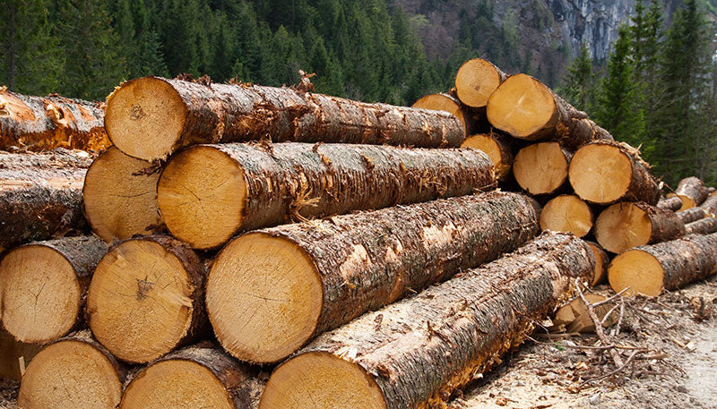 Why do we love timber?
