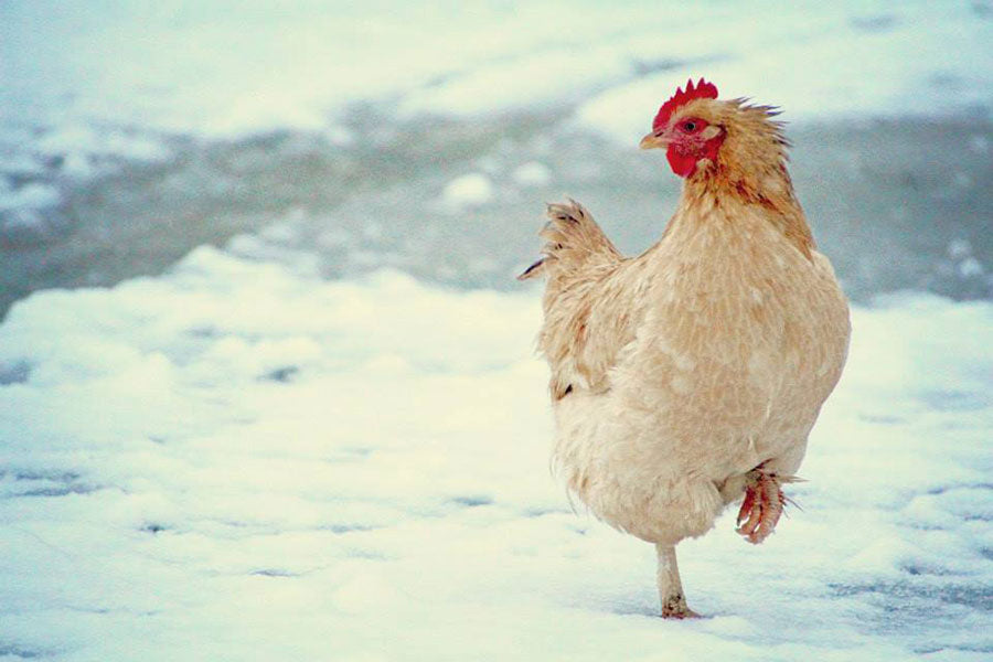 Winter Tips for Hens