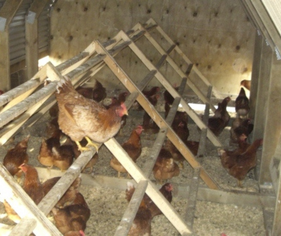 16 Bay Chicken Coop