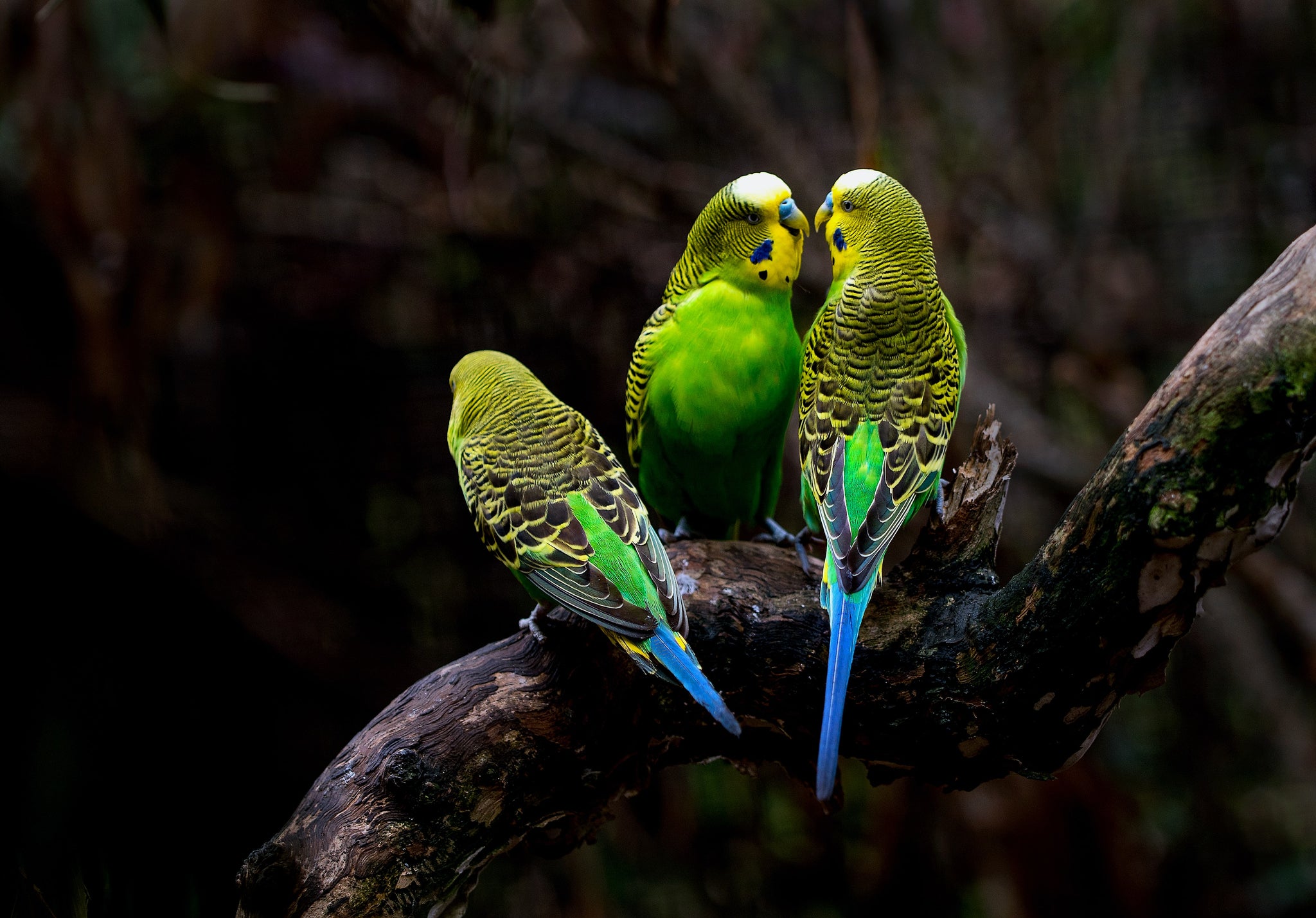 Chatter of Budgerigar - Photo by David Clode
