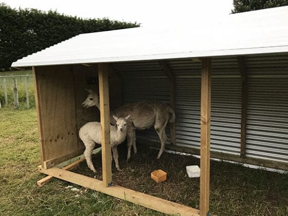 Lifestyle Paddock Shelter 3.6m - Outpost Buildings